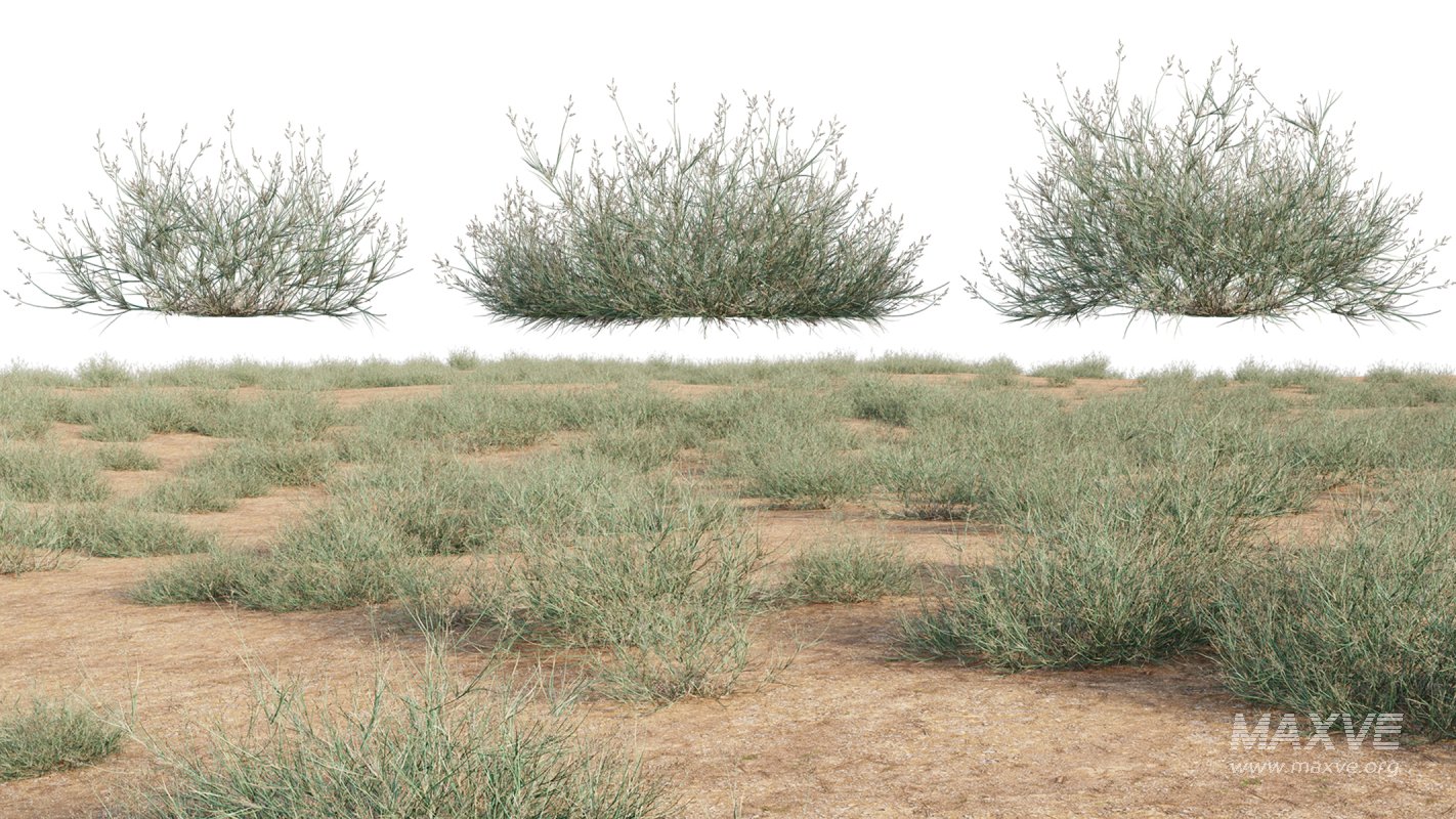 Collection 23 – Mexican Plants - Image 32