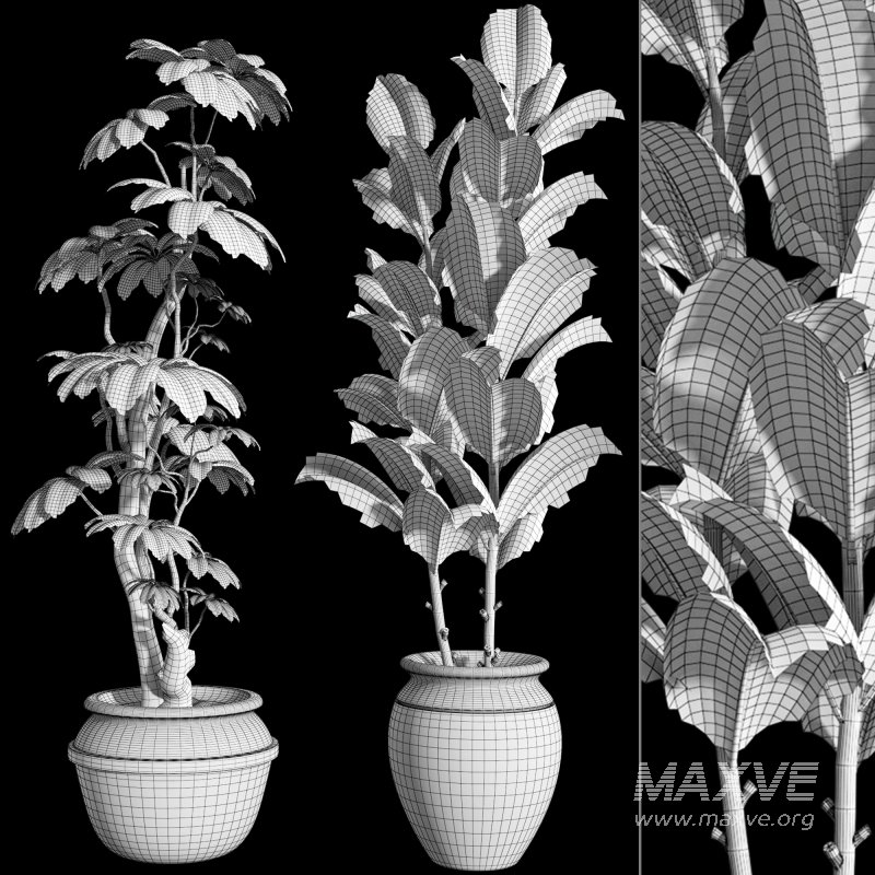 Bonsai Schefflera Tree and Jungle Ficus Rubber Fig Leaf 448 - Image 7