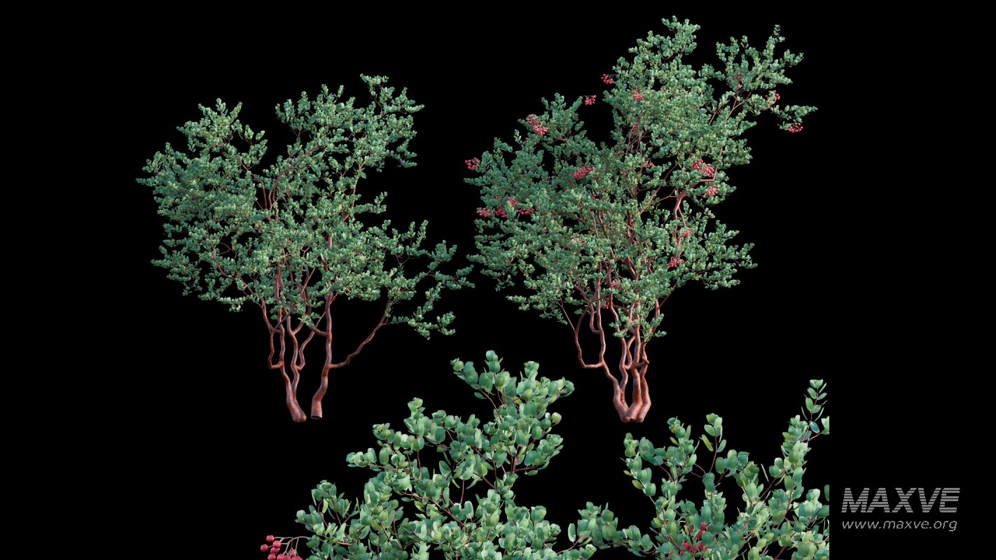 Collection 22 – Australian Plants - Image 5