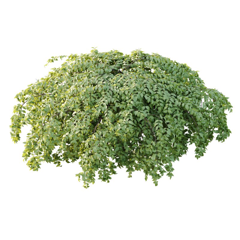 Philadelphia Bush 06 - Image 1