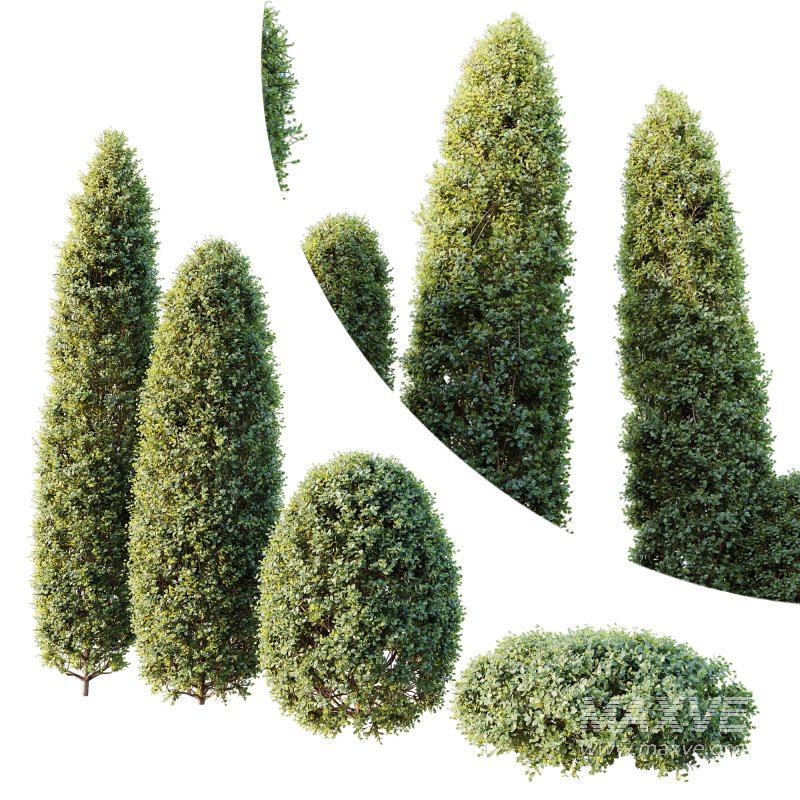ntal shrubs, featuring four expertly pruned forms — columnar, conical, oval, and dome. Each model is crafted with high botanical accuracy to represent the elegance and precision of formal topiary design. - Image 3