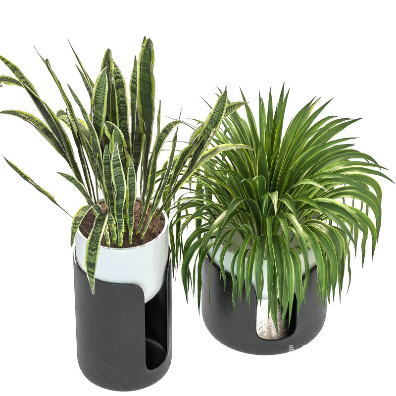 Plant Set 11 - Image 4