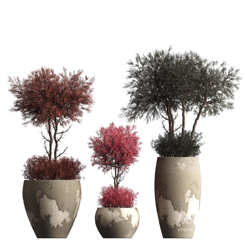 Indoor plant 074 - Image 2