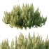 Pinus Mugo plant 03 - Thumbnail 4