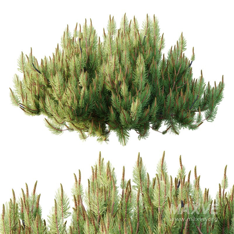 Pinus Mugo plant 03 - Image 4