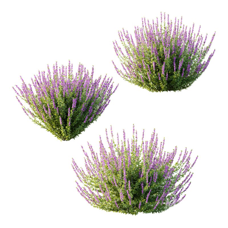 Leucophyllum frutescens Bush 04 - Image 3