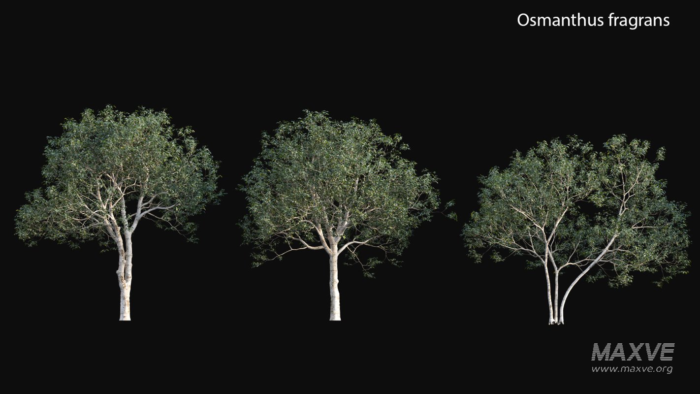 Collection 18 – Chinese garden - Image 25