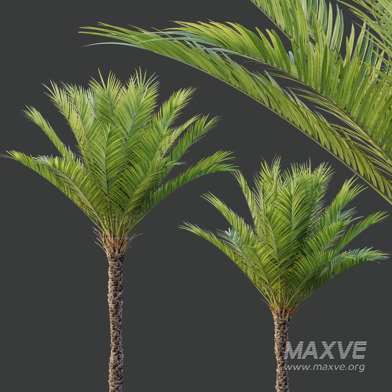 AV Phoenix Dactylifera Date Jurassic Palm Tree and Ash Maple Tree - Image 2