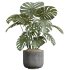AV Indoor Plants Set 398 Olive and Swiss Cheese and Ficus lyrata Fiddle - Thumbnail 3