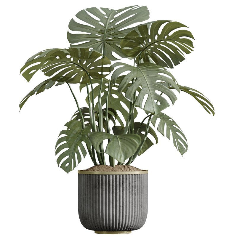 AV Indoor Plants Set 398 Olive and Swiss Cheese and Ficus lyrata Fiddle - Image 3