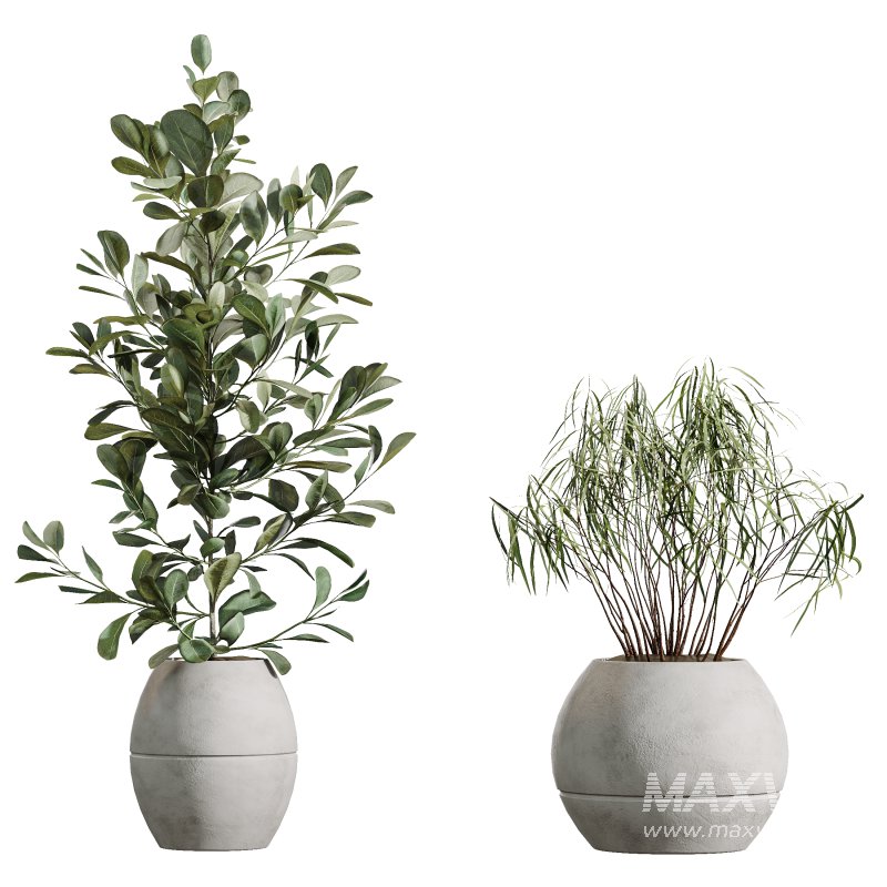 AV Indoor Plants Set 371 Japandi Decorative and Mandarin Citrus and Ficus microcarpa and Ficus Elastica - Image 6