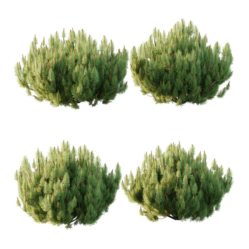 Pinus Mugo plant 02 - Image 6