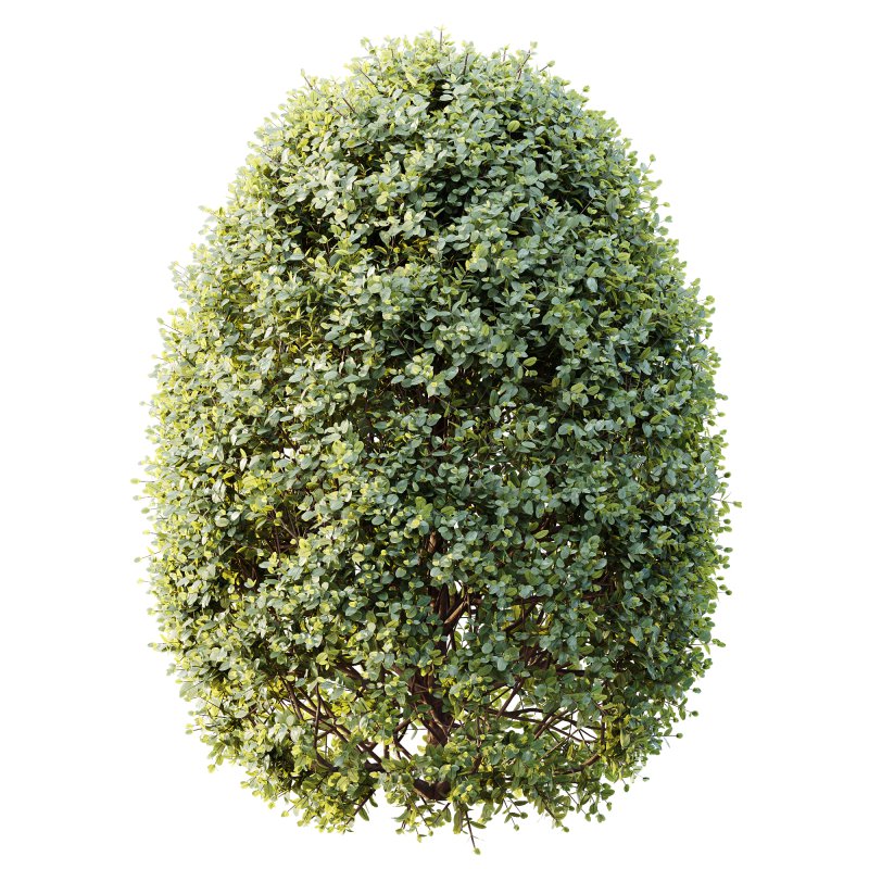ntal shrubs, featuring four expertly pruned forms — columnar, conical, oval, and dome. Each model is crafted with high botanical accuracy to represent the elegance and precision of formal topiary design. - Image 2