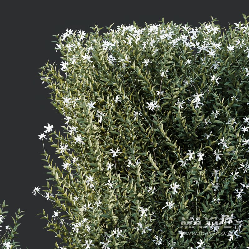 ntal shrubs that capture the natural charm and density of this iconic Australian plant. Perfectly suited for realistic landscape and architectural rendering. - Image 2