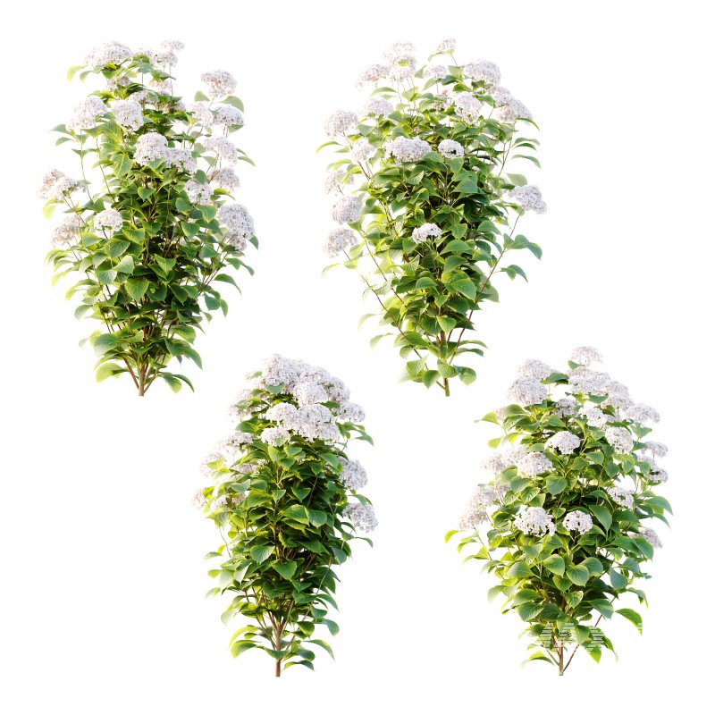 hydrangea arborescens Bush 10 - Image 1