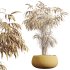 AV Indoor Plants Set 379 Ficus Marginata and Yucca Palm and Kentia Everlasting and Ficus Binnendijkii - Thumbnail 7