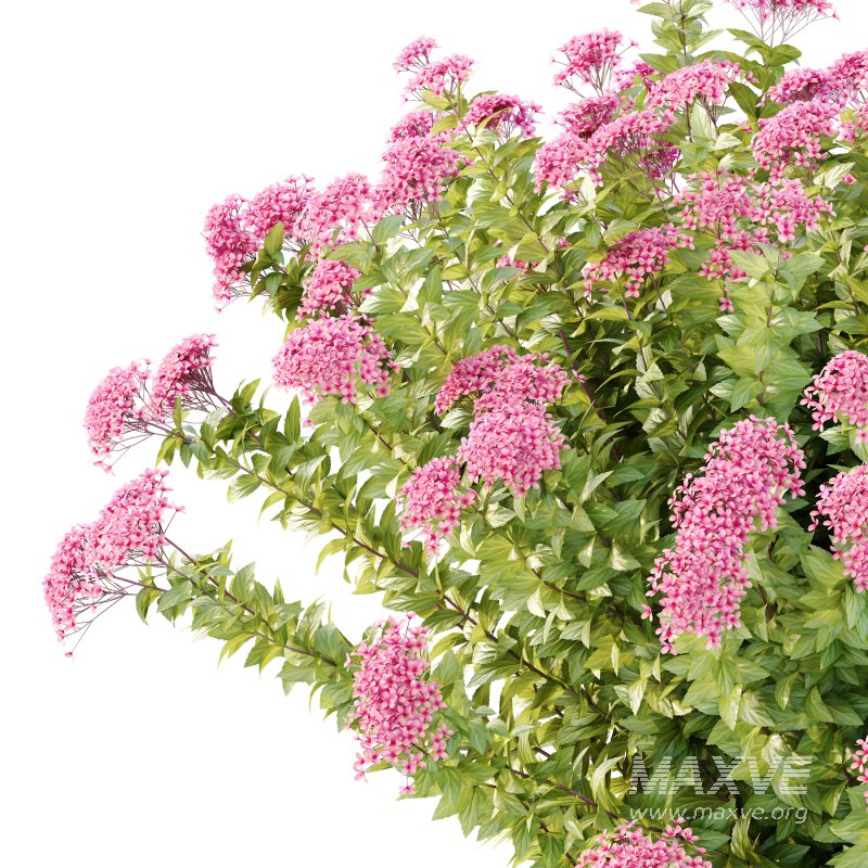 Spirea Japonica Bush 08 - Image 5