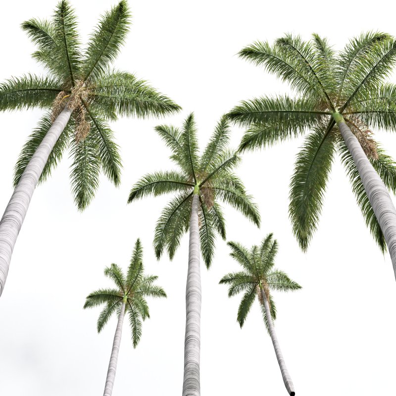 AV Roystonea Regia trees - Image 5