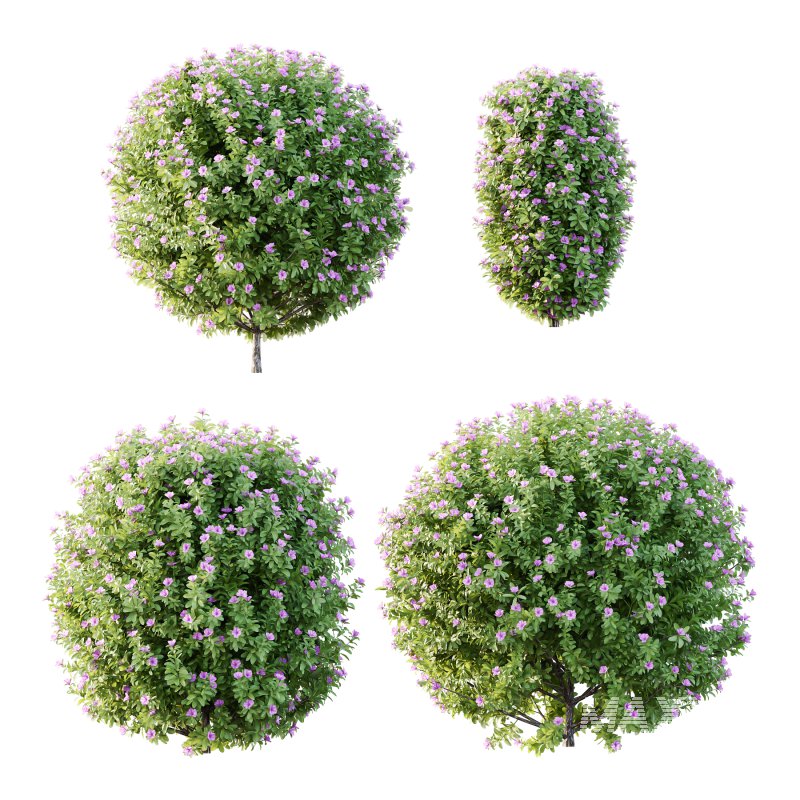 Leucophyllum frutescens Bush 09 - Image 4