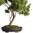 Bonsai Tree set8 - Thumbnail 5