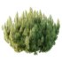 Pinus Mugo plant 02 - Thumbnail 1