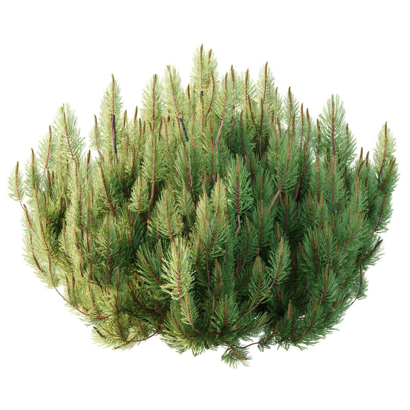 Pinus Mugo plant 02 - Image 1