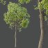 AV Teak Tectona Grandis Tree and Shorea Robusta Sal Tree - Thumbnail 2