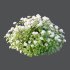 hydrangea arborescens Bush 04 - Thumbnail 2