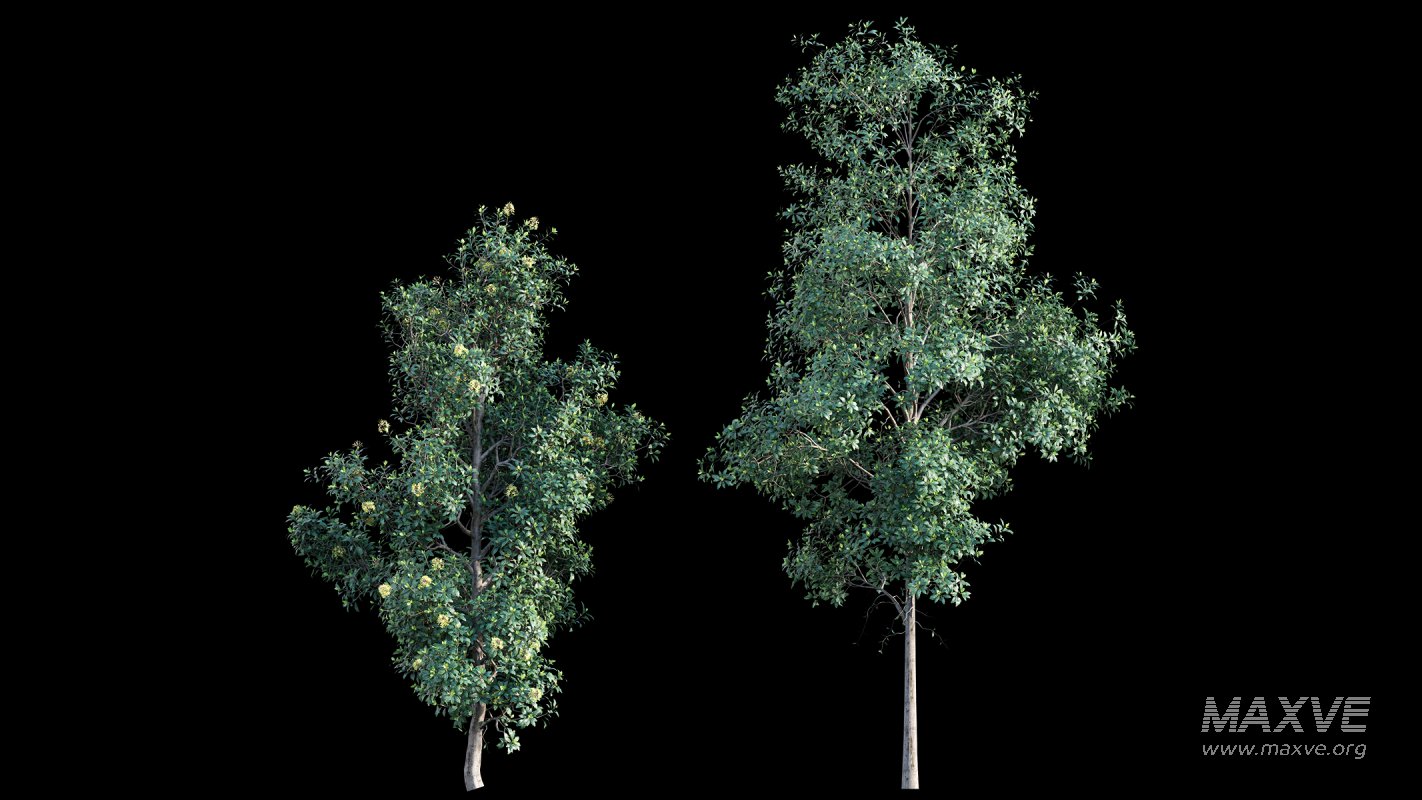 Collection 22 – Australian Plants - Image 7