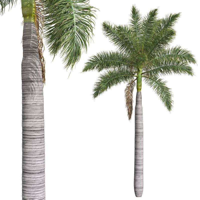 AV Roystonea Regia trees - Image 1