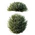 AV Gray Box Westringia Fruticosa Coastal Rosemary bushes - Thumbnail 4