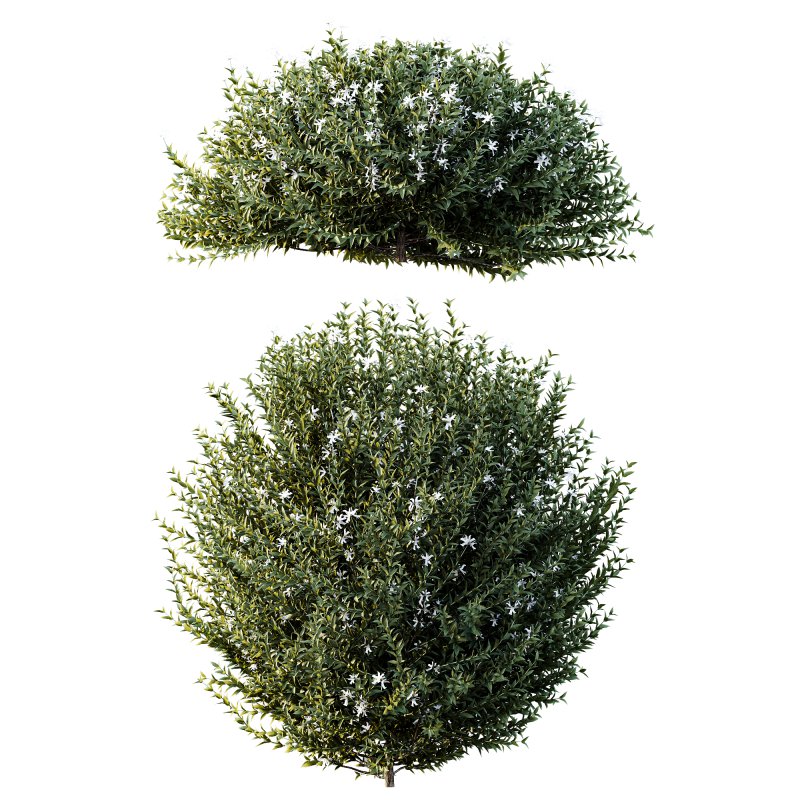 AV Gray Box Westringia Fruticosa Coastal Rosemary bushes - Image 4