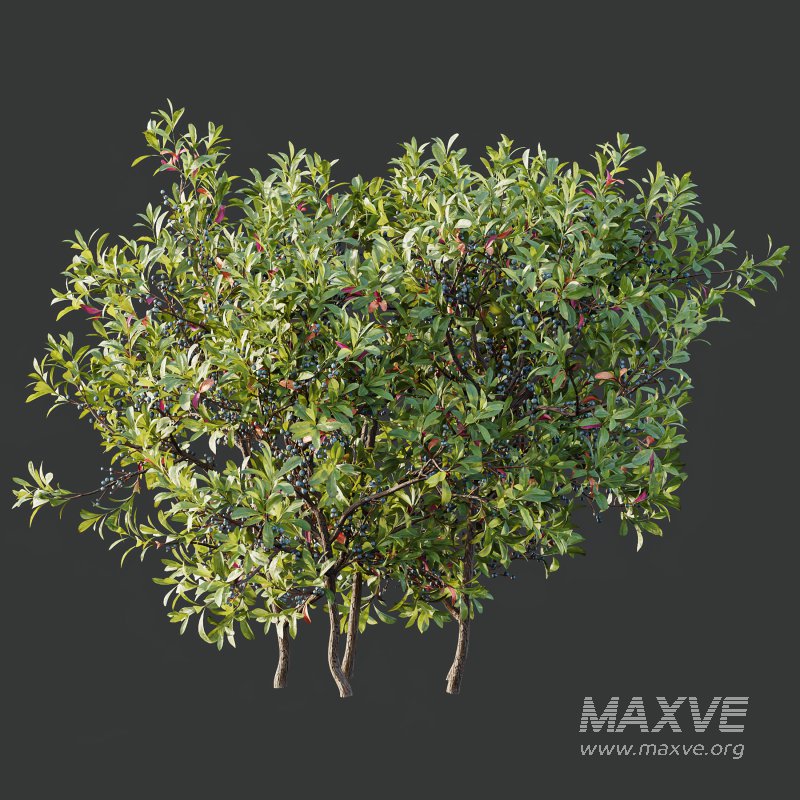 AV Nerium Oleander Laurier Kaner Rose Pink and Myrica Morella Pennsylvania Bayberry Candleberry Northern Fruit - Image 2