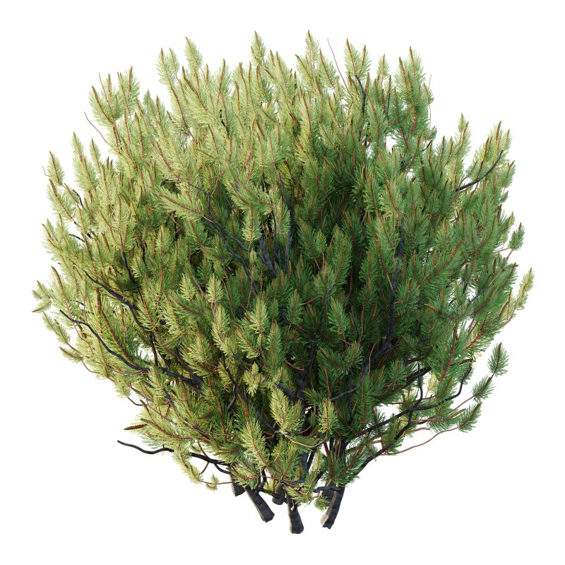 Pinus Mugo plant 04 - Image 5