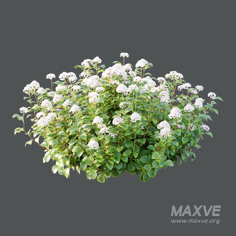 hydrangea arborescens Bush 06 - Image 3