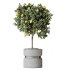AV Indoor Plants Set 371 Japandi Decorative and Mandarin Citrus and Ficus microcarpa and Ficus Elastica - Thumbnail 3