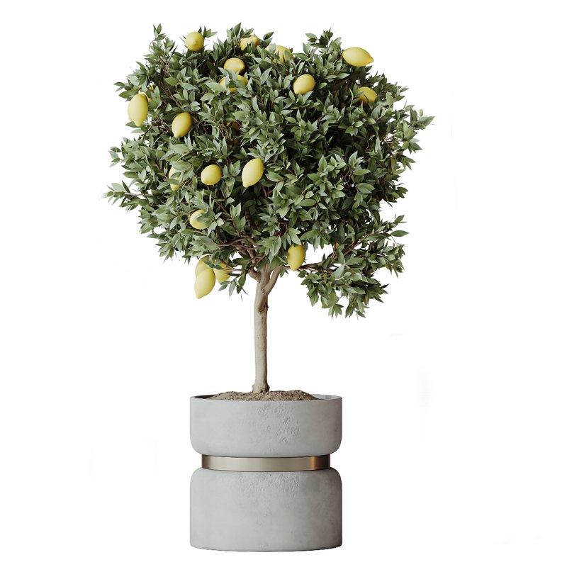 AV Indoor Plants Set 371 Japandi Decorative and Mandarin Citrus and Ficus microcarpa and Ficus Elastica - Image 3
