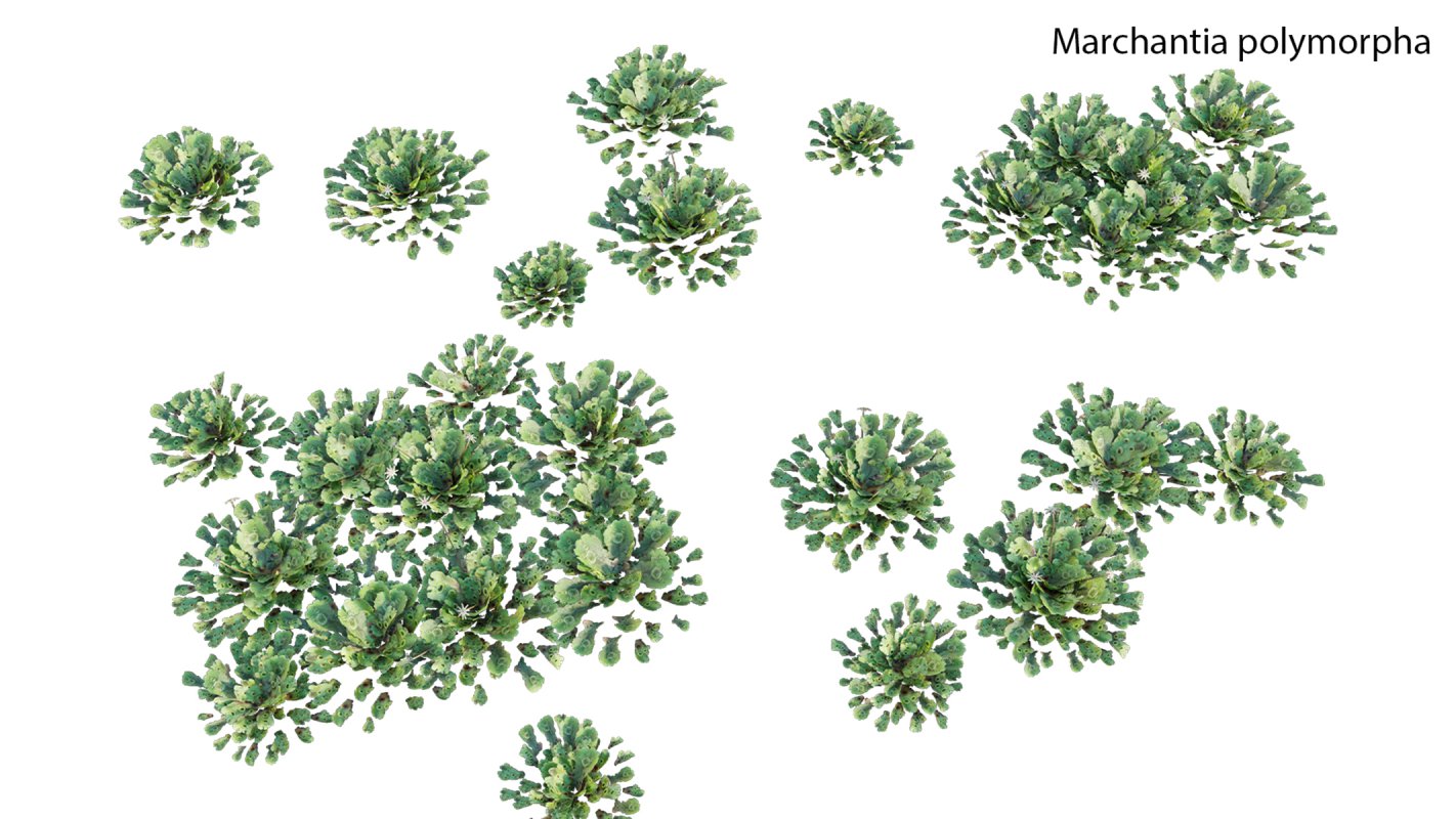 Collection 21 – Vertical garden – Green wall - Image 10