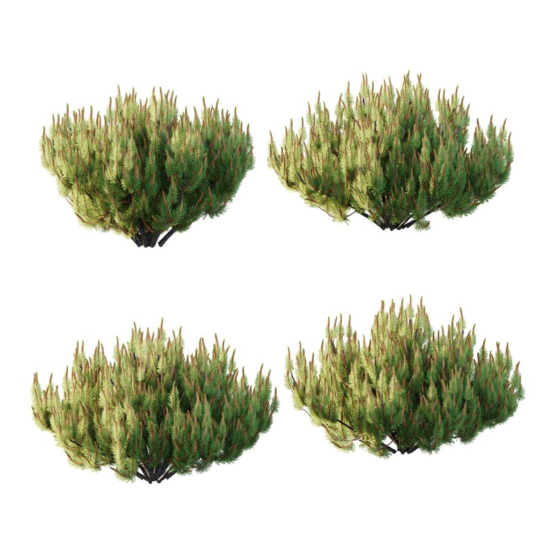 Pinus Mugo plant 07 - Image 1