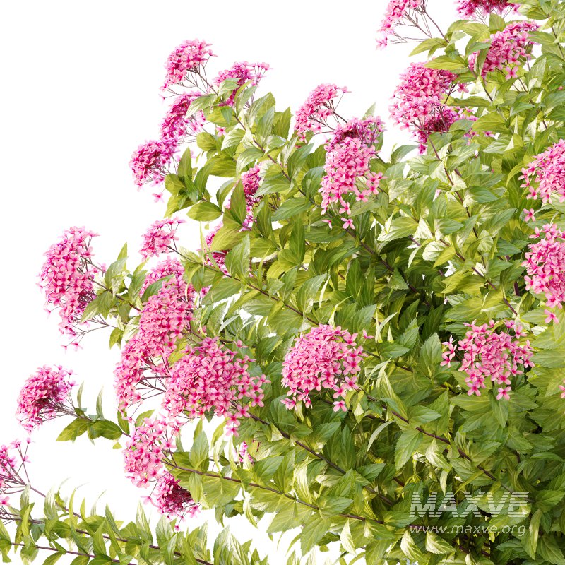 Spirea Japonica Bush 09 - Image 5