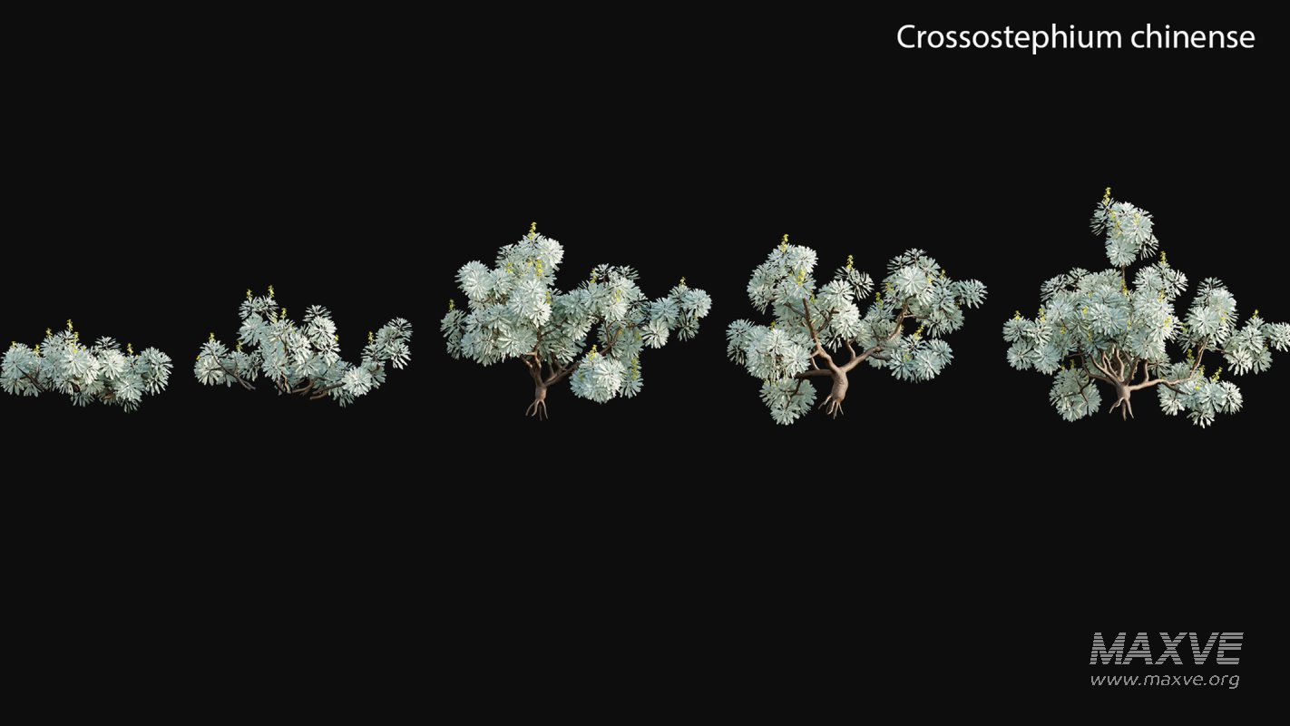 Collection 19 – Japanese garden - Image 14