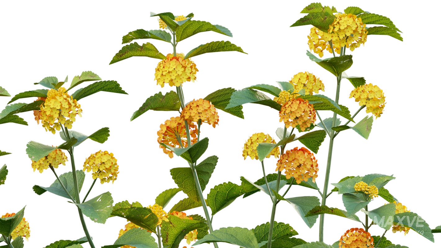 Collection 18 – Chinese garden - Image 18