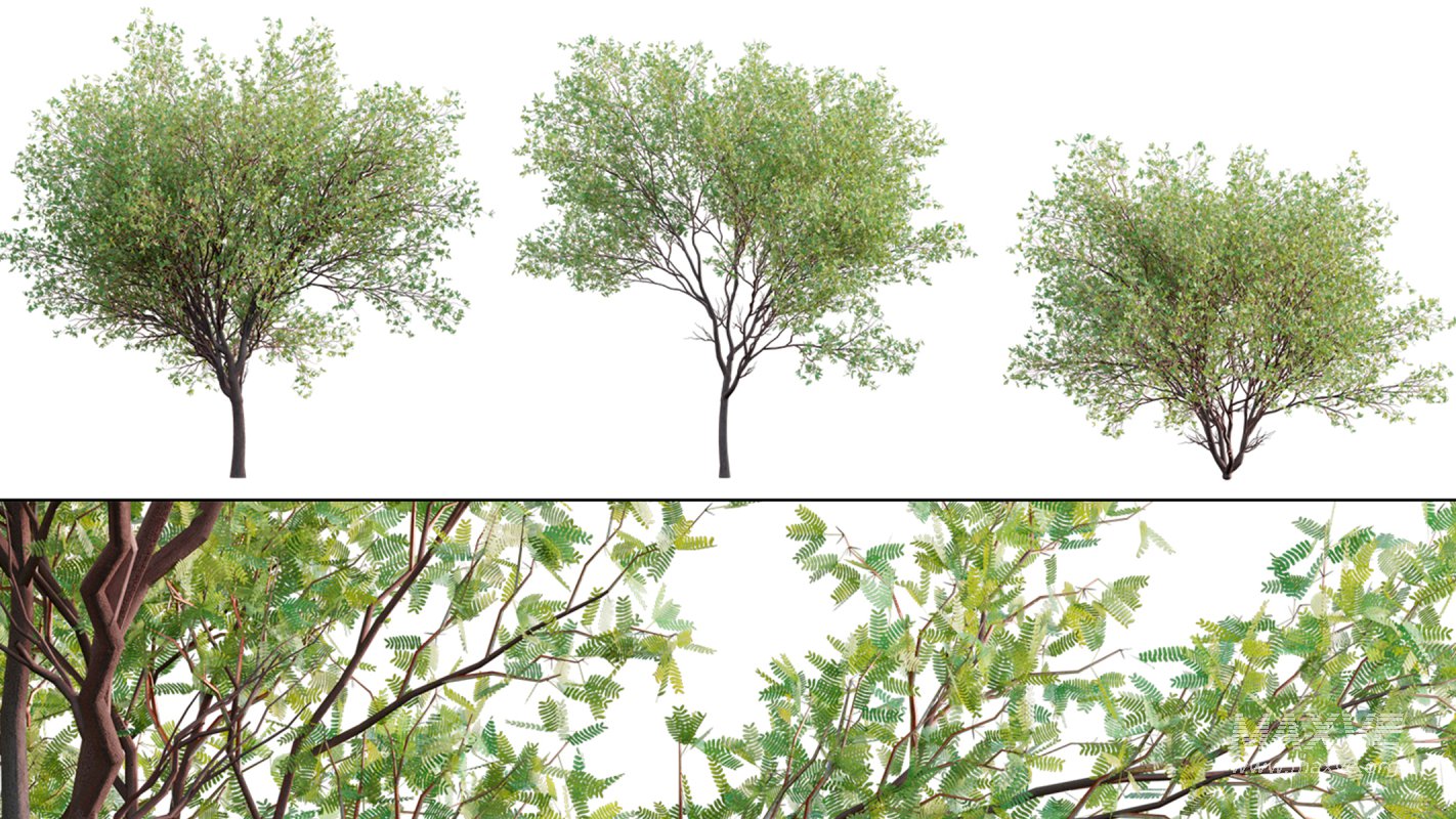 Collection 23 – Mexican Plants - Image 35