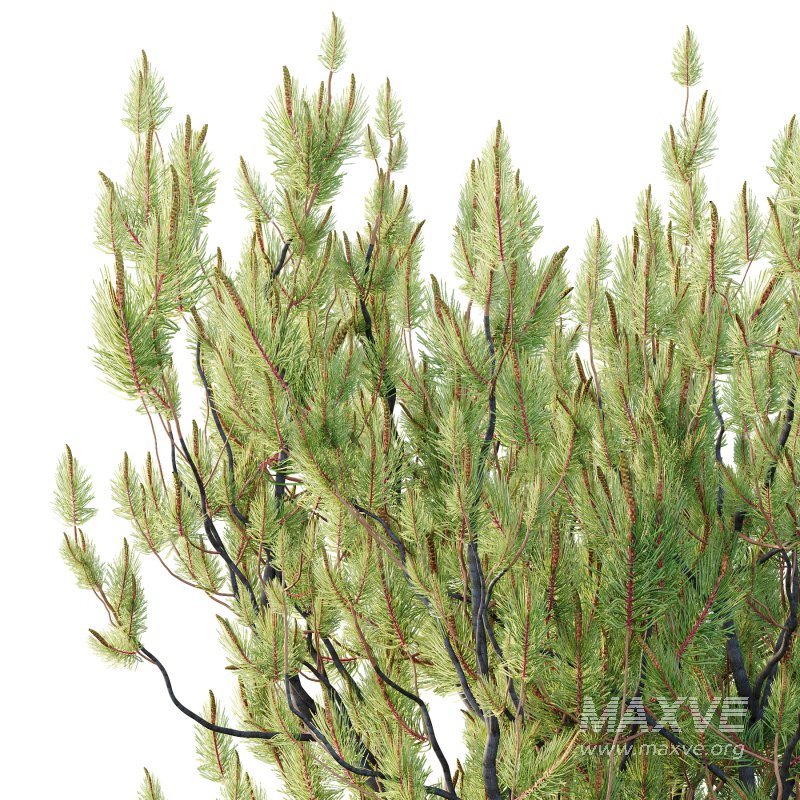 Pinus Mugo plant 05 - Image 6