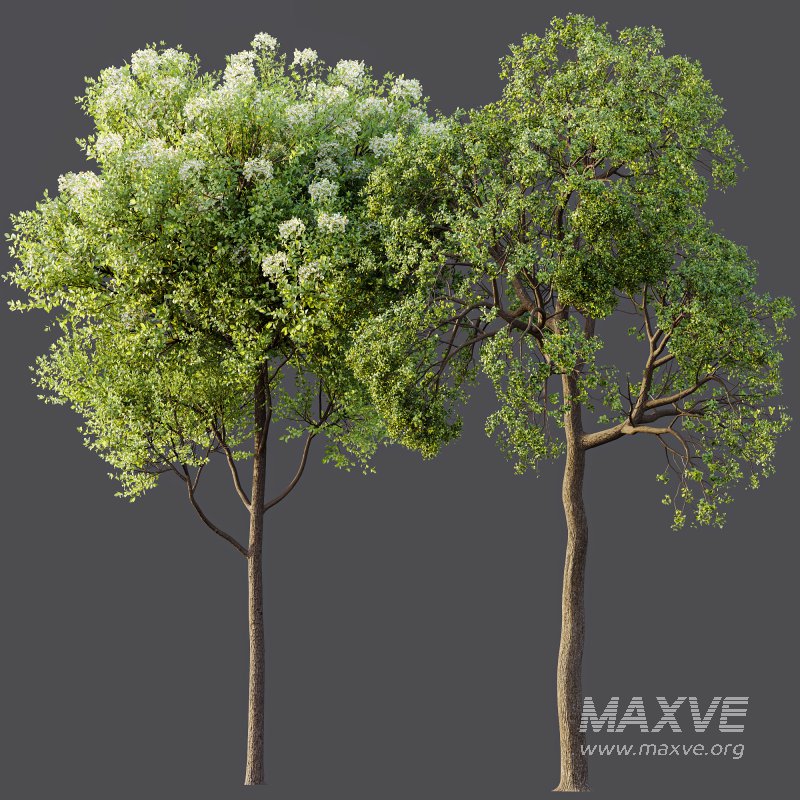 AV Teak Tectona Grandis Tree and Shorea Robusta Sal Tree - Image 8