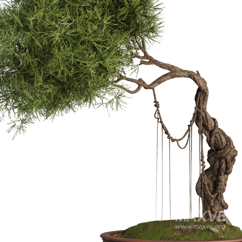 Bonsai Tree set7 - Image 5