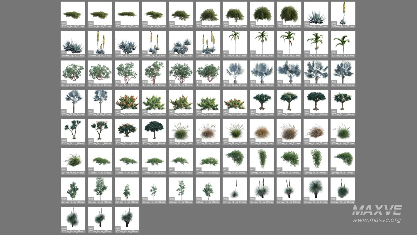 Collection 22 – Australian Plants - Image 3