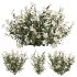 White Phlox Bush Arrangement - Thumbnail 1