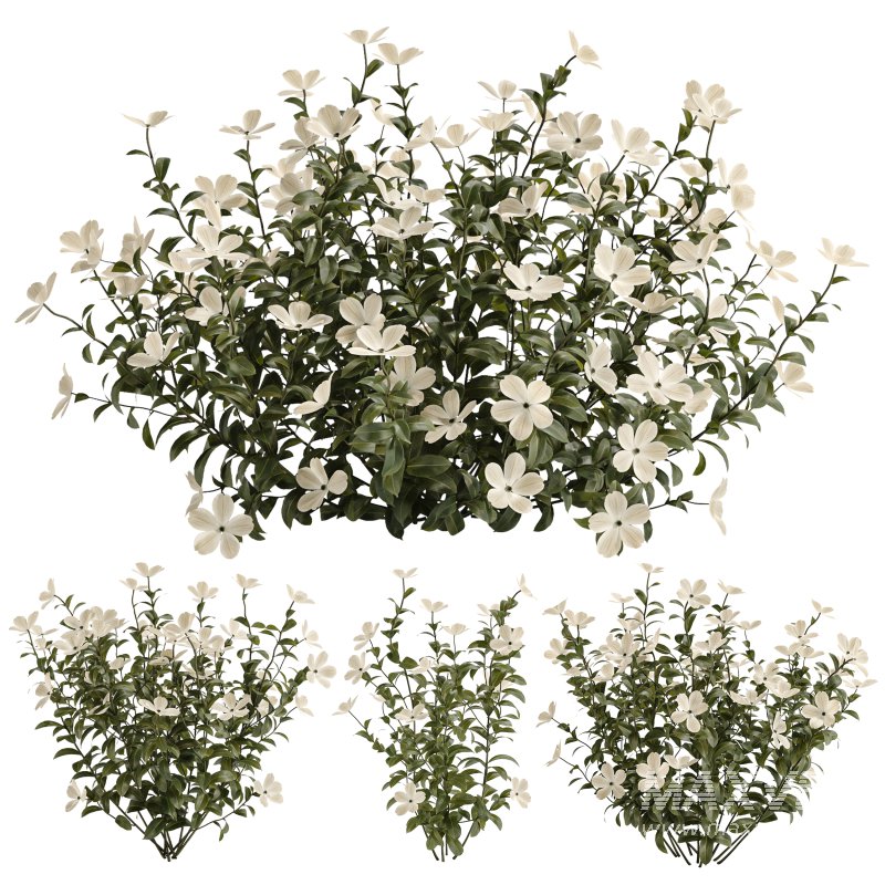White Phlox Bush Arrangement - Image 1