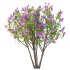 Lilac Syringa Vulgaris Tree 06 - Thumbnail 4